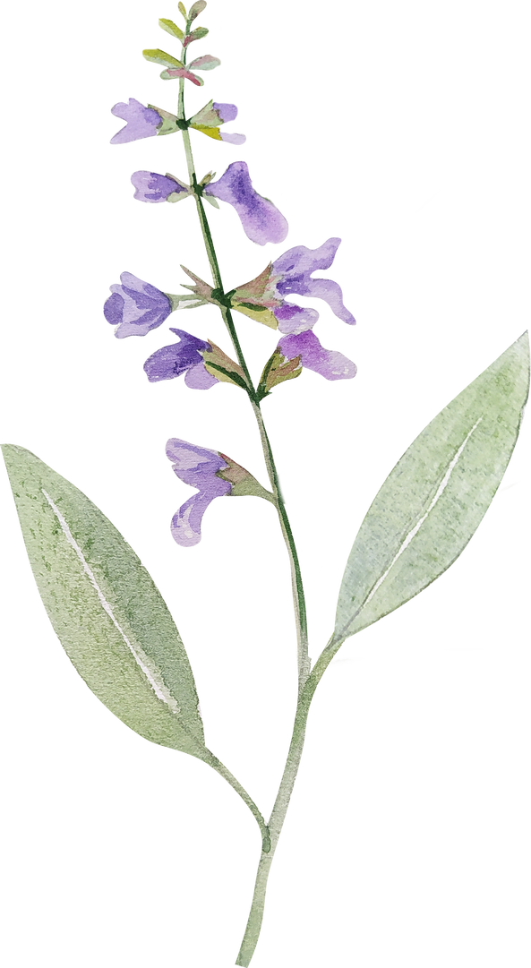 Watercolor herb of sage